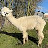 TOFT Nautilus Light Fawn Stud Male standing at TOFT Alpaca Stud